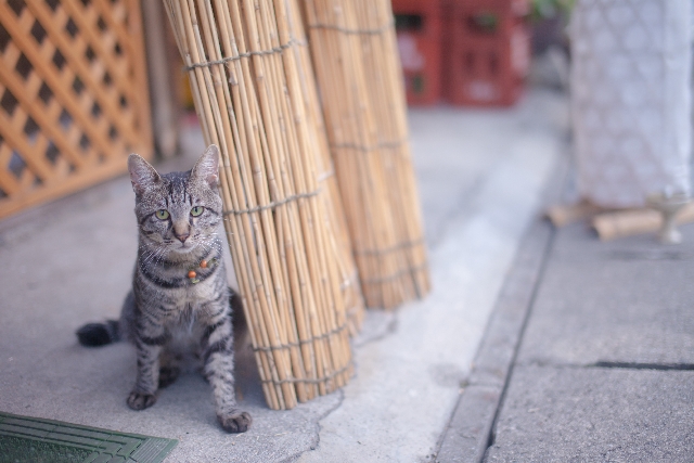 カテゴリー